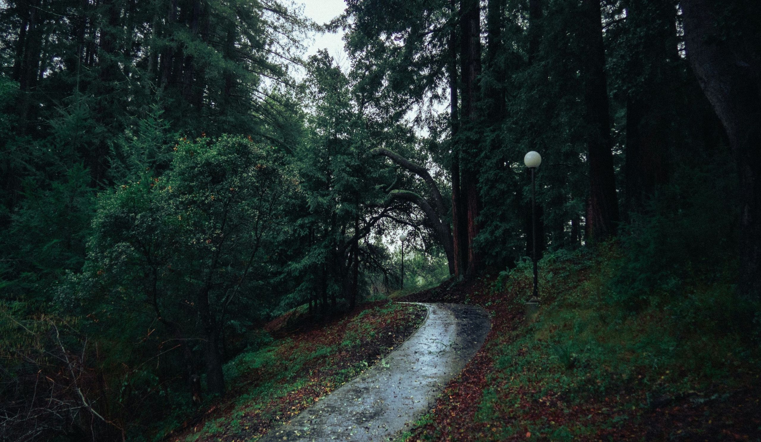 Ein Waldweg in der Abendsonne